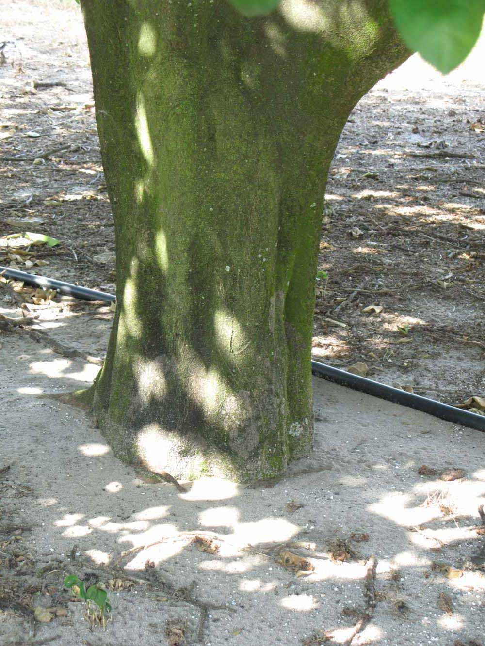              Bark (Sha Tian You, Winter Haven, FL)   